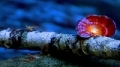 Fun with Extreme Slow Shutter in... View Video