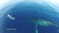 Video tomado por Drones durante... View Video