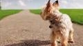El Diario de un Perro, Tu Mejor,... View Video