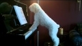 Tucker, El Perro Pianista Tocando... View Video
