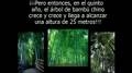 El Arbol de Bambú - No pierdas la... View Video