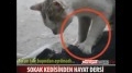 Conmovedor Video - Gato Heroe... View Video